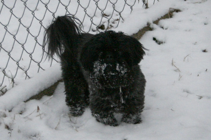 Snow Dog